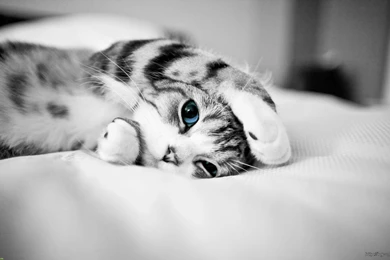 Cat Blue Eyes Cute Animal Wallpapers Hd