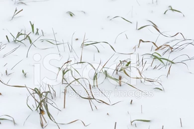 Wintery Backgrounds Stock Photos   FreeImages.com