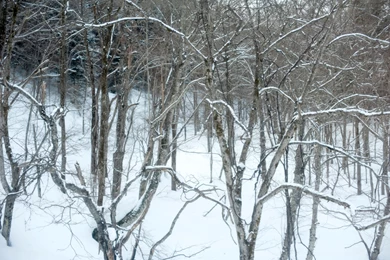 Wintery Branches 5588