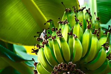 Download Wallpapers 1920x1080 Bananas, Green, Fruits, Fruit, Tree ...