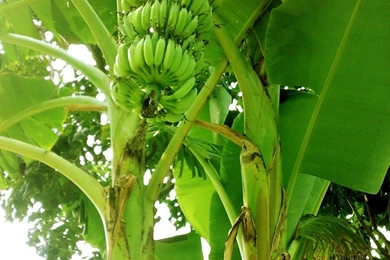 Banana Trees Beautiful HD Wallpapers And Images