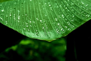 Wet Banana Tree Leaf HD Desktop Wallpapers : Widescreen : High ...