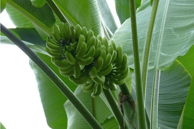 Banana HD Wallpapers