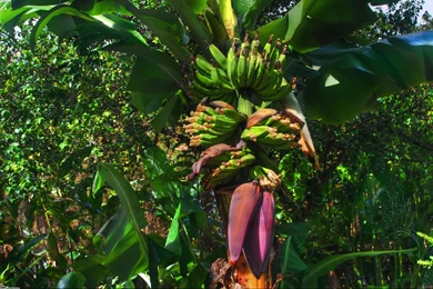 Banana Tree Wallpapers
