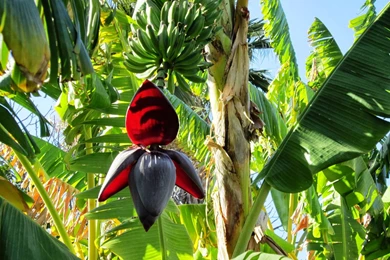 Banana Tree Flower Images Wallpapers