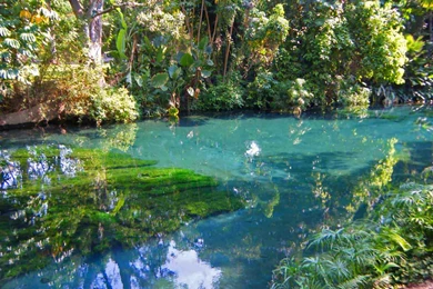 Banana Tree Flower Images Wallpapers 3d Hd Pictures.