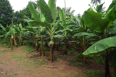 File:Banana Tree From Kerala 5002.JPG Wikimedia Commons