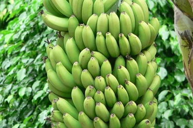 File:Green Bananas Tree.jpg Wikimedia Commons