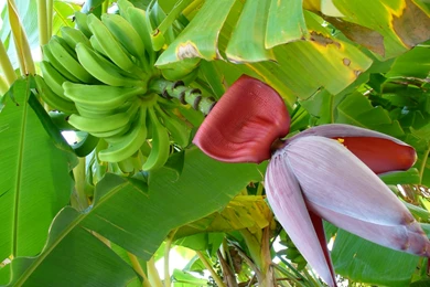 Banana Trees Beautiful HD Wallpapers And Images