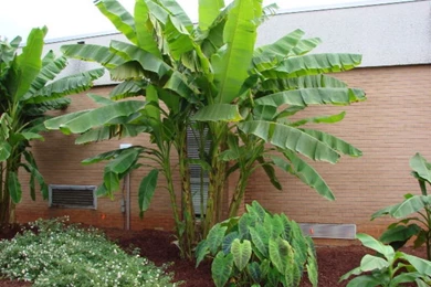 Banana tree6.jpg