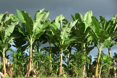 Growing Bananas YouTube