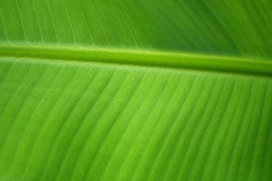 Banana Leaf By OrodrethC On DeviantArt
