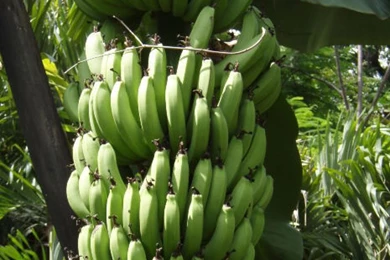 Banana tree1.jpg