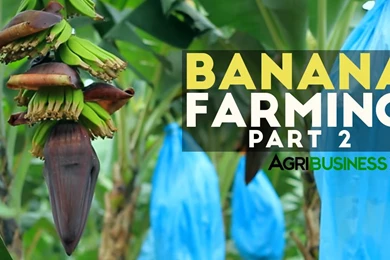 How To Grow Banana Tree Part 2 : Banana Farm Management ...