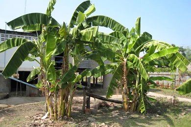 Pictures Of Banana Tree Images