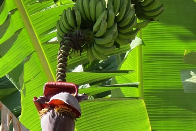 A Guide To The Fruit In Brazil