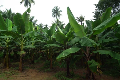 File:Banana Tree From Kerala 5001.JPG Wikimedia Commons