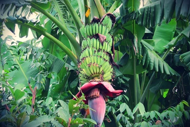 Banana Plant
