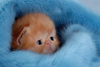 Images Of Cute Kittens