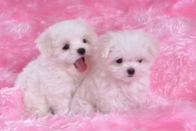 Beautiful Cute Puppies Wallpapers, Most Beautiful Puppies In The ...