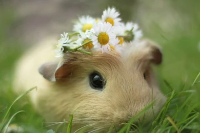 Cutest Guinea Pig In The World   Wallpaper.