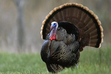 Wild Turkey