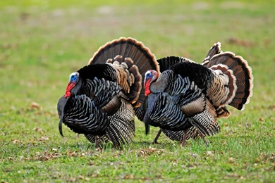 Eastern Wild Turkey Calls