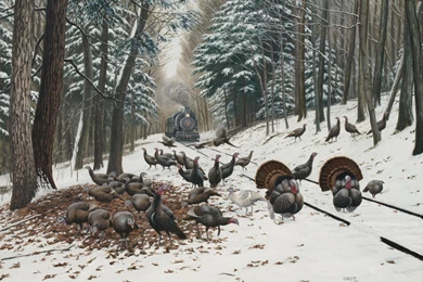 Wild Turkey Tracks (