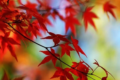 960x854 Popular Mobile Wallpapers Free Download (292)   960x854 ...