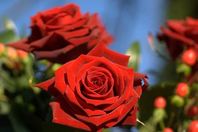 Wallpapers Full Screen Free Spi Red Roses Seen On Www Dil Ki ...