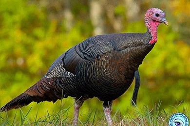 View Wild Turkey Picture Wallpapers In 1024x768 Resolution