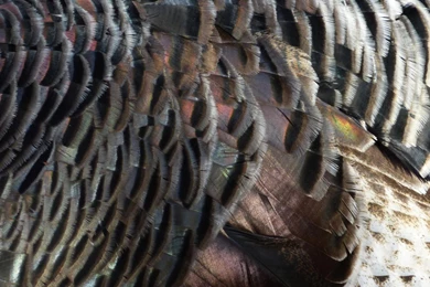 MLeWallpapers.com   Wild Turkey Feathers I