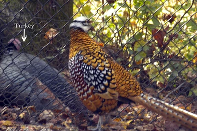 Wildlife   Childfree Chic