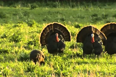 Wild Turkey (Meleagris Gallopavo)   YouTube