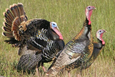 Wild Turkey Hunting