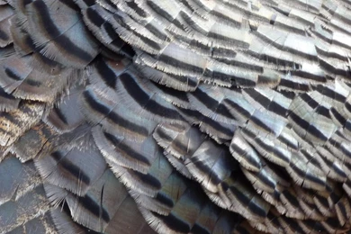MLeWallpapers.com   Wild Turkey Feathers II