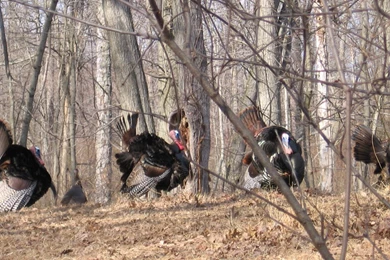 Wild Turkeys Are Tough Old Birds. Here's Why You Should Hunt And ...