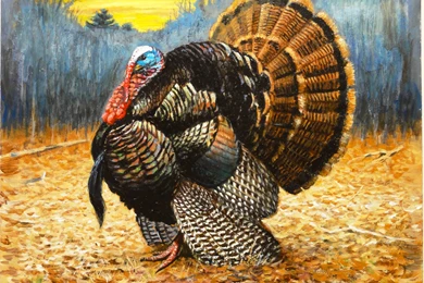 Turkey Picture