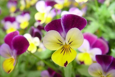 Free Pansies Flowers Wallpapers Computer Desktop Wallpapers