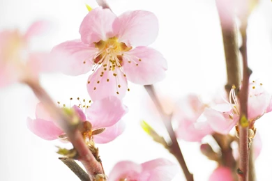 Desktop Wallpapers · Gallery · Nature · Spring Flowering Cherry ...