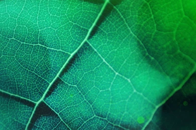 Top 6 Farm Green Nature Flower Leaf Tree iPhone Wallpapers   Best ...