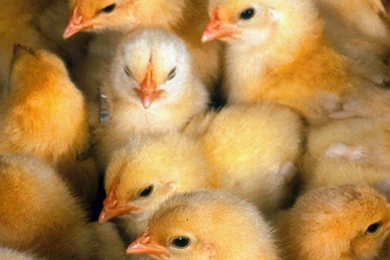 Yellow Chicks   Desktop Wallpapers