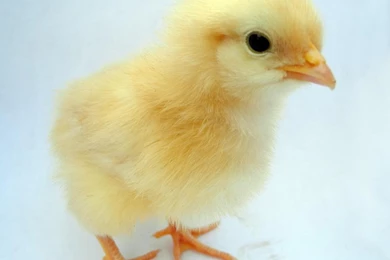 Cute Baby Chicks Wallpapers   Android Apps On Google Play