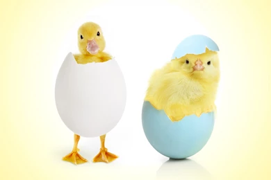 Egg Hatching Chicks Funny HD Wallpapers   Wallpapers109 A Huge ...
