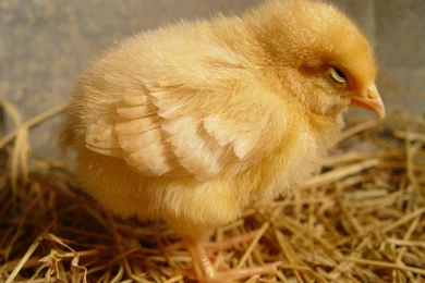 Cute Baby Chicks Wallpapers   Android Apps On Google Play