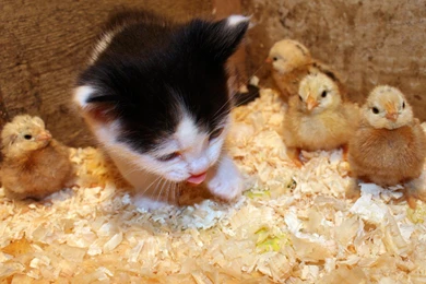 Cats Animals Chickens Kittens Chicks (chickens) Baby Birds ...