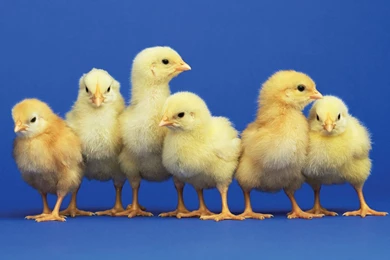 Pictures Of Easter Chicks   Wallpapers HD Base