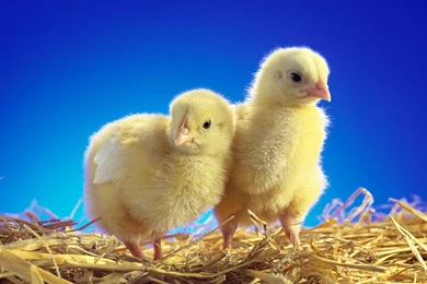 Wallpapers > Animal wallpapers pictures > ANIMALS,WALLPAPERS ...