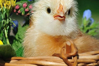 Beautiful Chicks 01 Galaxy Note 4 Wallpapers