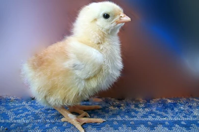 Cute And Innocent Chicks Wallpapers 1920×1200 (08)